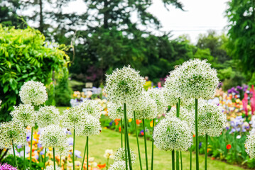 a white alium flower garden