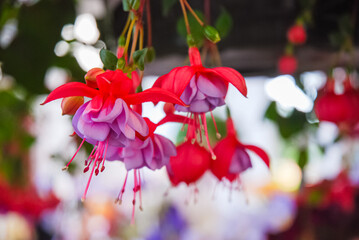 a red flower looking down