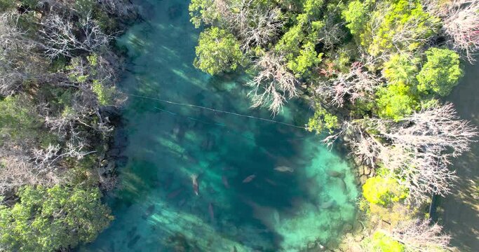 Aerial view of manatees swimming in natural spring