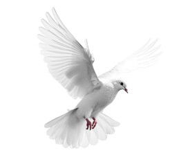 white pigeon dove png cut out isolated on a transparent or white background