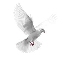 Obraz premium white pigeon dove png cut out isolated on a transparent or white background