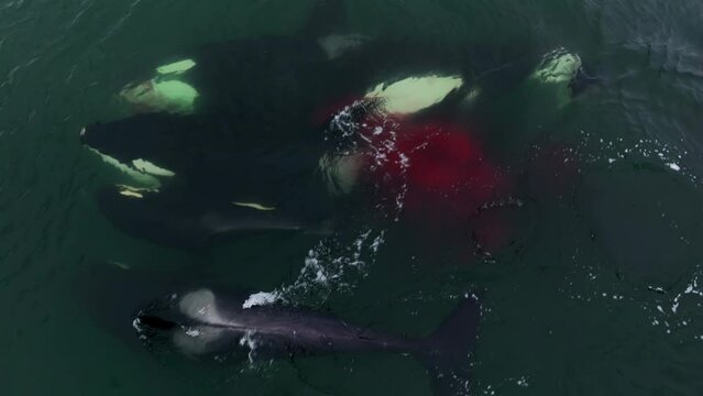Animal blood in water. The killer whale feeds on Steller sea lions at a shallow depth. Pack hunting. Aerial photography over the water.