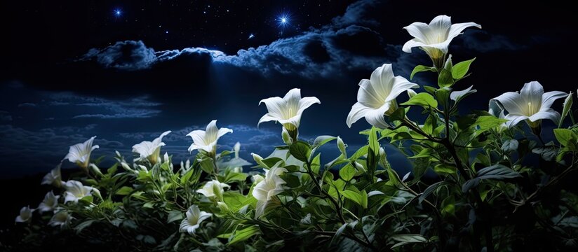 The moonflower bush blooms exclusively at night. A photo illustration highlights this by including a bright full moon and dark night sky.