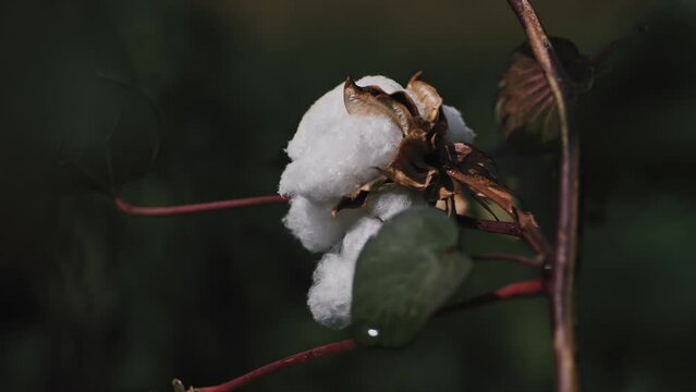 Close-up of cotton bud growing on plantation