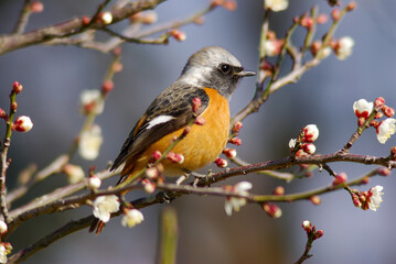 花が咲いた梅の木にとまる野鳥、ジョウビタキ