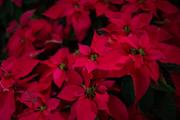 Euphorbia pulcherrima in the garden. Red poinsettia, traditional colorful holiday pot plants. Group...