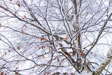 Ornament of leafless tree branches in park covered the snow