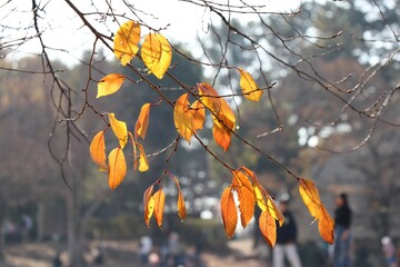 うららかな光を浴びる紅葉した葉と休日の公園を楽しむ人々 - obrazy, fototapety, plakaty