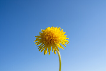 Yellow dandelion with blue sunny sky