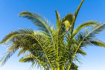 Palm with blue sunny sky