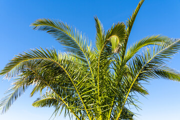 Fototapeta premium Palm with blue sunny sky