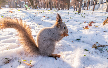 The squirrel in winter sits on white snow.