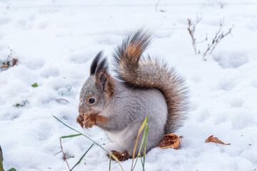 The squirrel in winter sits on white snow.