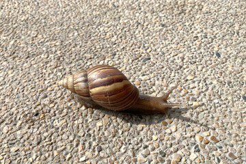 A snail crawling across a sidewalk