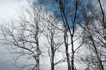 冬の青空と白樺