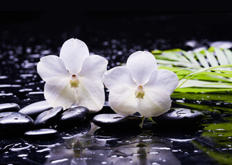 Fototapeta na wymiar spa setting of white two orchid with green palm , zen,basalt stones with drops, closeup, spa concept 