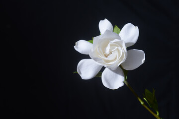 white gardenia closeup on black background - 691790583
