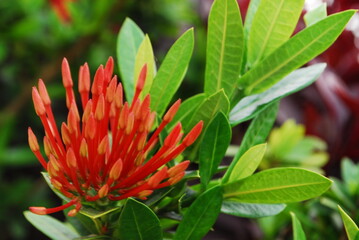 Beautiful field meadow flowers chamomile, blue wild peas in morning against blue sky with clouds, nature landscape, close-up macro. Wide format, copy space. Delightful pastoral airy artistic image.
