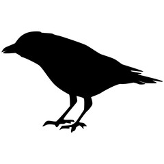 Crow silhouette isolated on white background. Clipart.