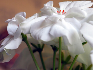 bright white geranium flowers in a pot on the windowsill