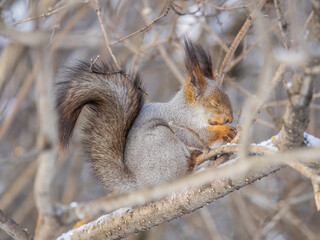 The squirrel with nut sits on tree in the winter or late autumn
