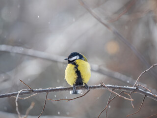 Cute bird Great tit, songbird sitting on a branch without leaves in the autumn or winter.