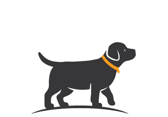 black labrador dog