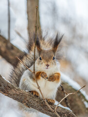 The squirrel sits on a branches without leaves in the winter or autumn