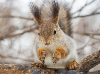 Naklejka na ściany i meble The squirrel sits on a branches without leaves in the winter or autumn