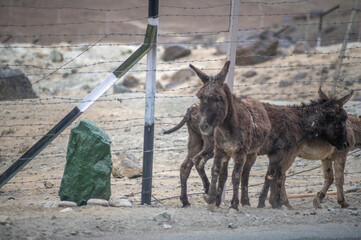 Himalayan Donkey Standing on the road side at a Barren Himalayan Location in Ladakh , India. Furry Animal Image. Cute Donkey Image , Brown Animal.