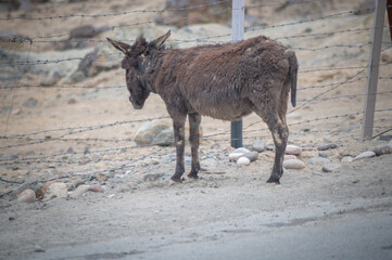 Himalayan Donkey Standing on the road side at a Barren Himalayan Location in Ladakh , India. Furry Animal Image. Cute Donkey Image , Brown Animal.