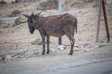 Himalayan Donkey Standing on the road side at a Barren Himalayan Location in Ladakh , India. Furry Animal Image. Cute Donkey Image , Brown Animal.