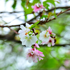 10月桜
