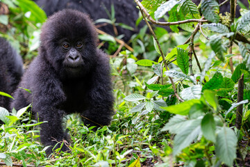 Baby Mountain Gorilla (Gorilla beringei beringei) in the jungle of Rwanda.  © Grantat
