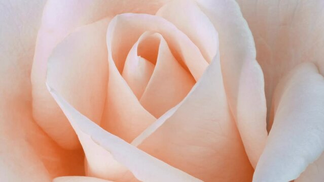 Timelapse of rose flower blooming. Flower open, time lapse, close-up. Wedding backdrop, Valentine's Day concept. 4K UHD video timelaps. Pantone peach Fuzz color of the year 2024