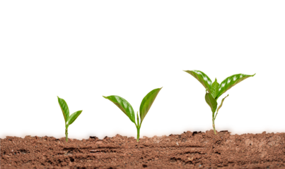 Growth young tree on ground isolated on transparent background. Growing plants. Saving of the earth concept