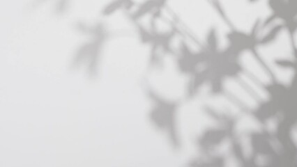 plant leaves sunlight natural shadow overlay on white wall background - Powered by Adobe