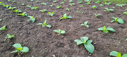 Tobacco plant growing in the field