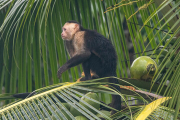 Ein Kapuzineraffe in einer Palme sitzend in der Seitenansicht im Corcovado Nationalpark in Costa Rica - obrazy, fototapety, plakaty