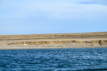 Polar bear napping on a beach, with garbage washed up farther down the beach, in Murchison Fjord,...