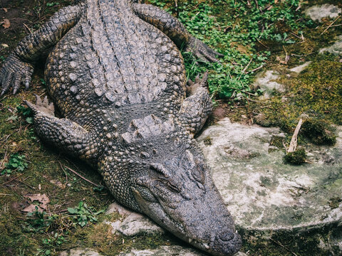 Alligators are eating fish in Chongqing zoo