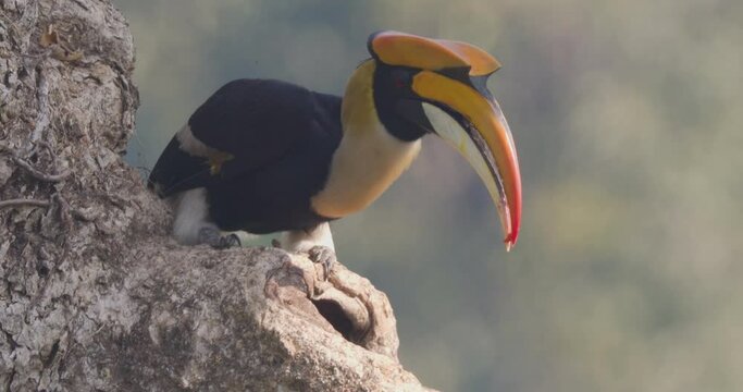 Male Great Pied Hornbill feeding the Female and chick in the nest with figs , regurgitating from its crop to massive beak