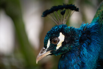 Pfau