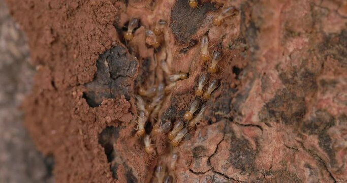 Following track of the termite workers as they move along the tree trunk constructing their home