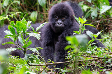 Baby Mountain Gorilla (Gorilla beringei beringei) in the jungle of Rwanda.	