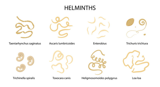Parasites, worms, helminths in humans, cats, dogs. Hand drawing.