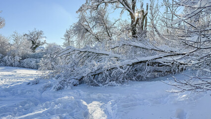 Fallen tree fully covered by the snow, caused by a heavy snowfall