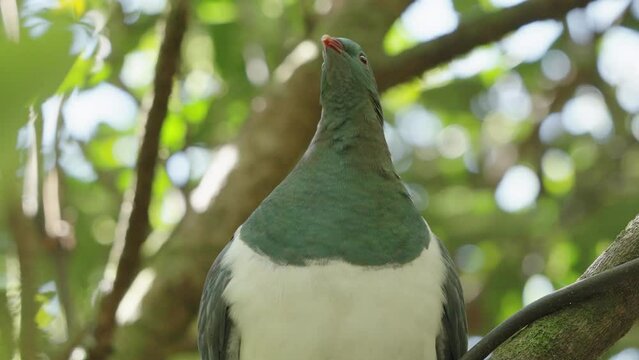 Native Wood Pigeon Kereru Inside The Forest Near Wellington North Coast, New Zealand. Close Up