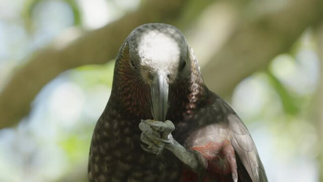New Zealand Kaka Parrot Feeding Nut With It's Claw. Close-up Shot