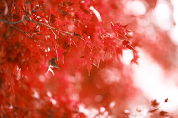 紅葉